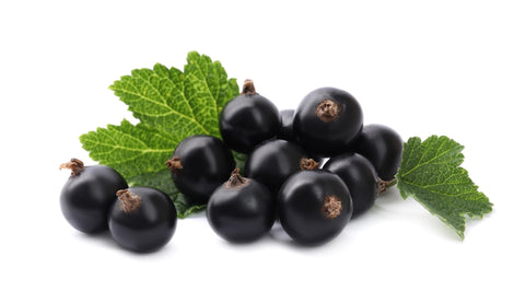 Schwarze Johannisbeeren